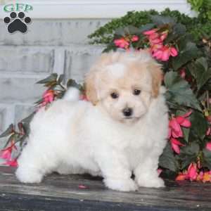 Kiara, Havapoo Puppy